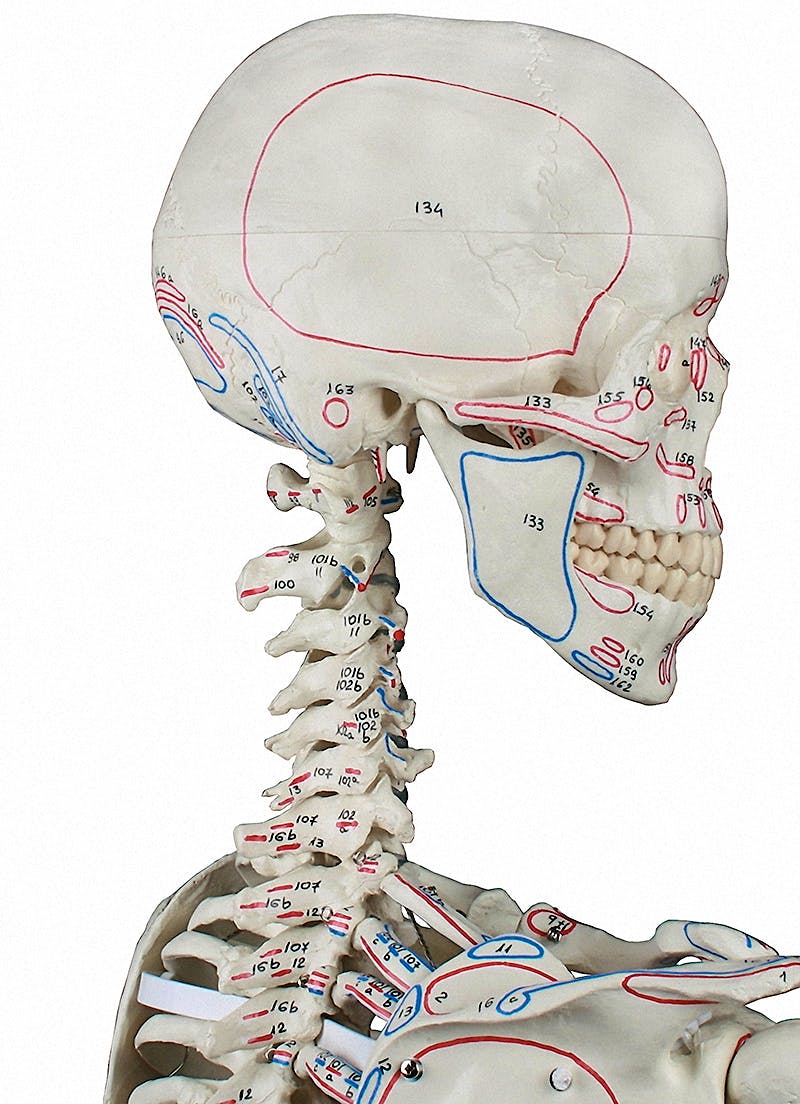 Esqueleto con Columna Vertebral Móvil, Músculos Pintados y Ligamentos "Max"