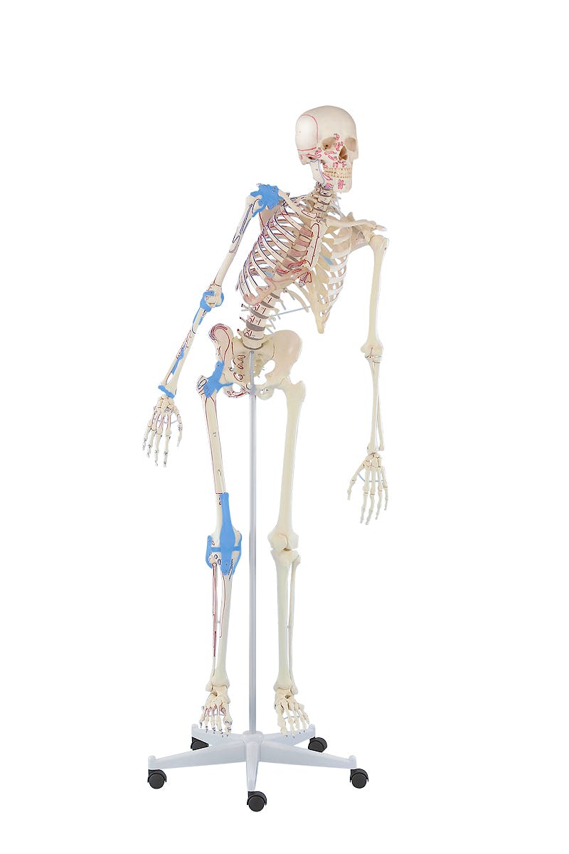Esqueleto con Columna Vertebral Móvil, Músculos Pintados y Ligamentos "Max"