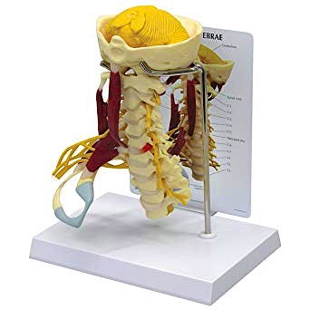Columna Cervical con Músculos Deluxe
