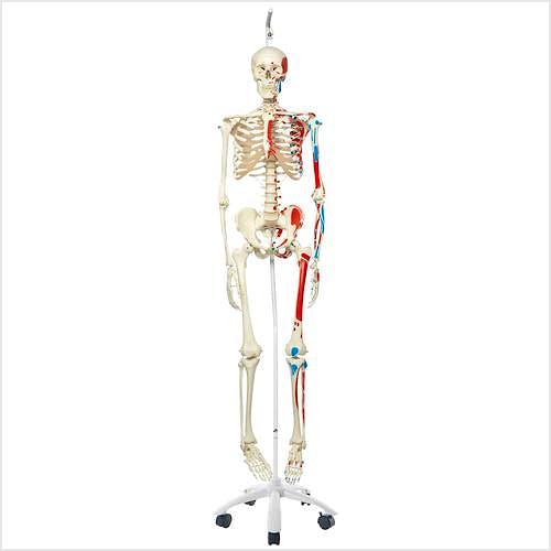 Esqueleto con Músculos con Soporte de Rodillos con Freno 170 cm.