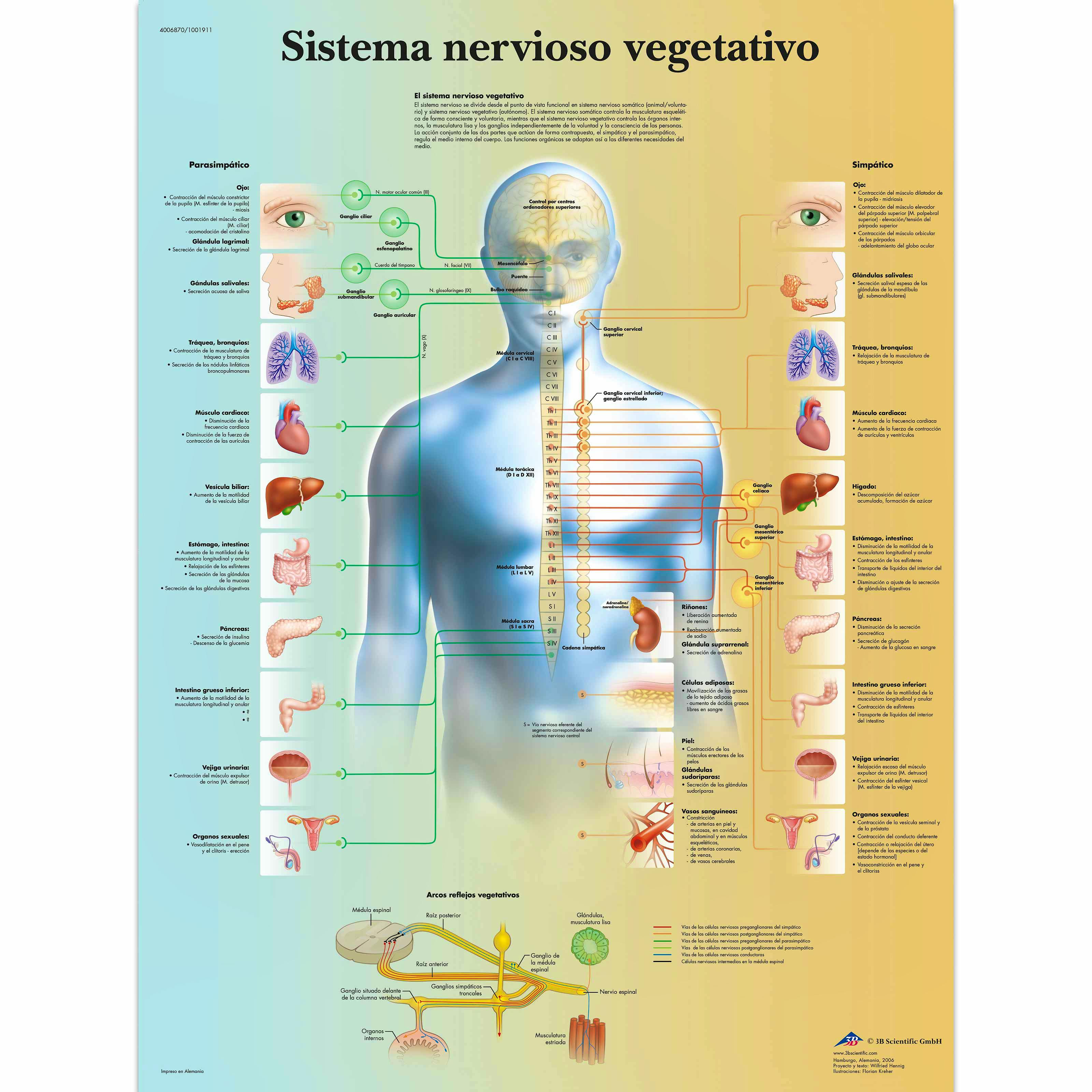 Lámina Sistema Nervioso Vegetativo (formato 50 x 67 cm)