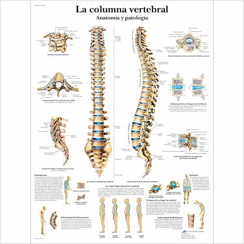 Lámina la Columna Vertebral (formato 50 x 67 cm)