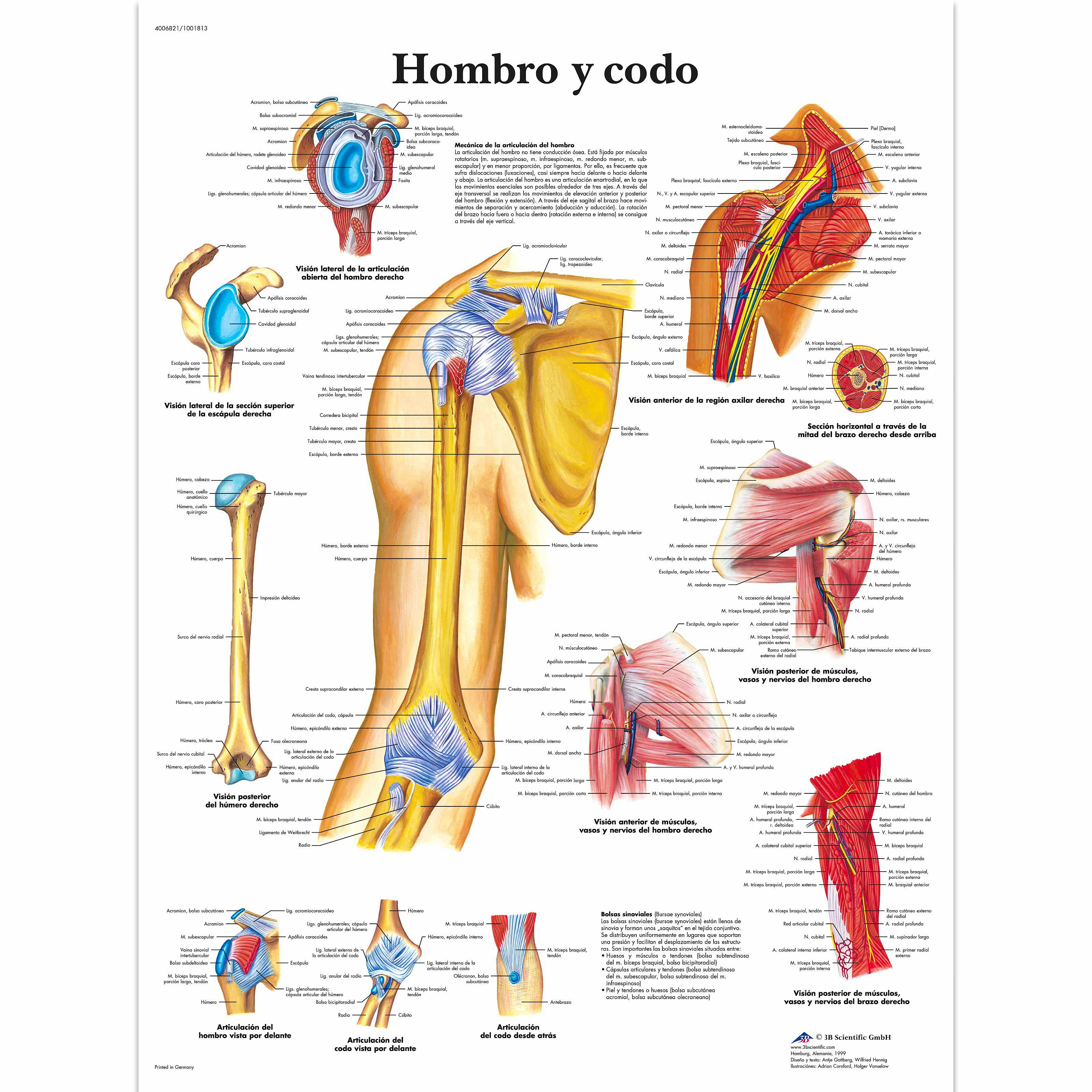 Lámina Hombro y Codo (formato 50 x 67 cm.)
