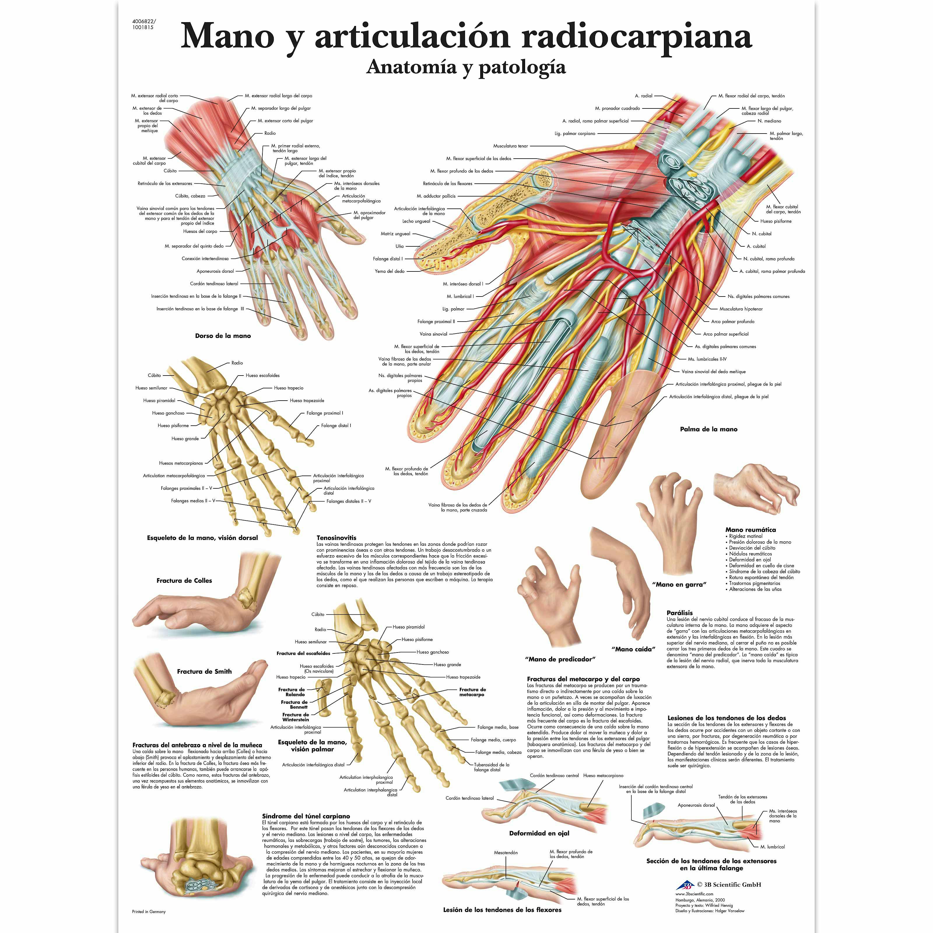 Lamina Mano y Articulacion Radiocarpiana (formato 50 x 67 cm)