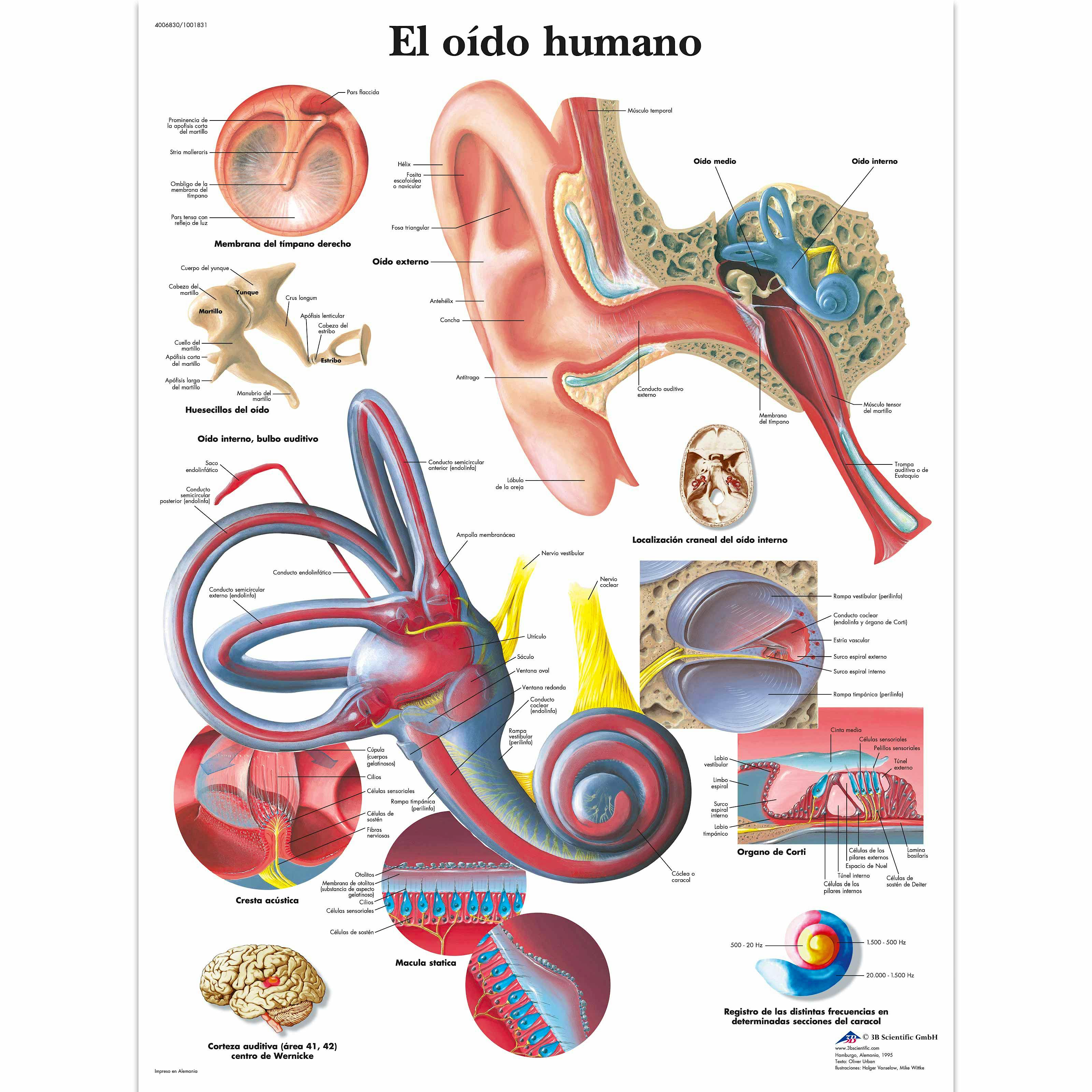 Lamina el Oido Humano (formato 50 x 67 cm)