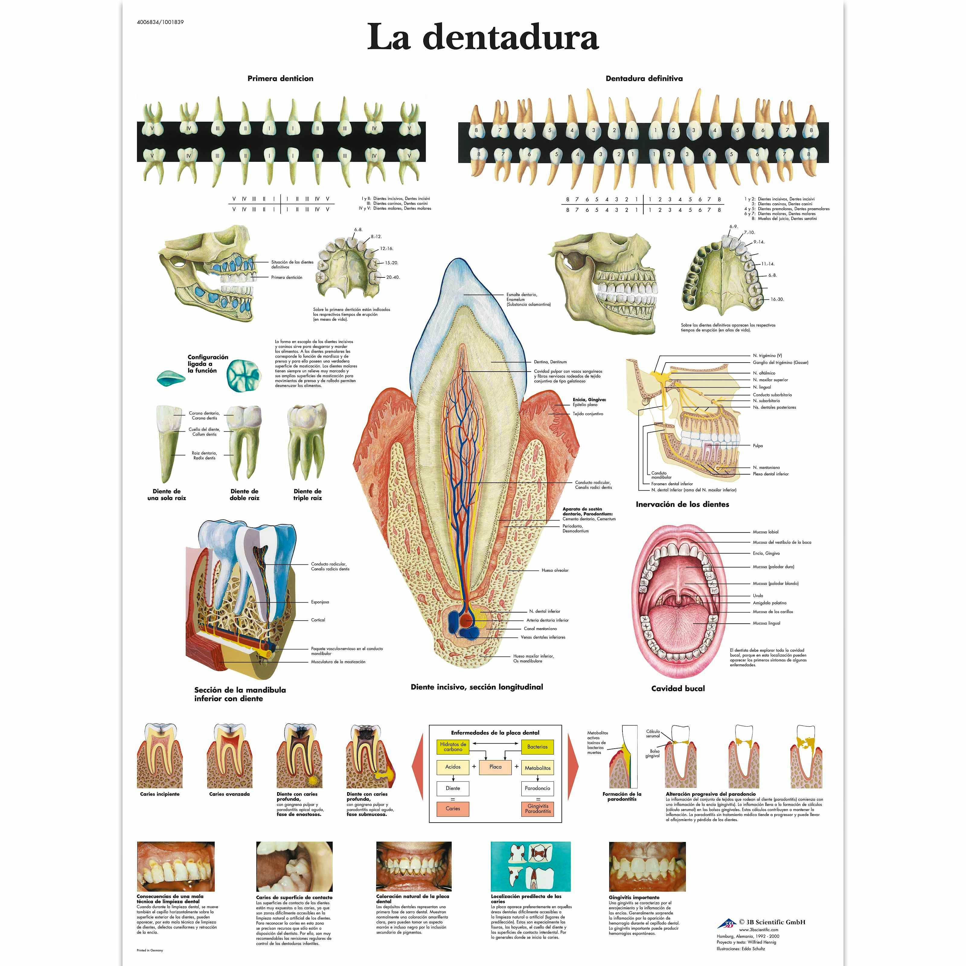 Lamina la Dentadura (formato 50 x 67 cm)