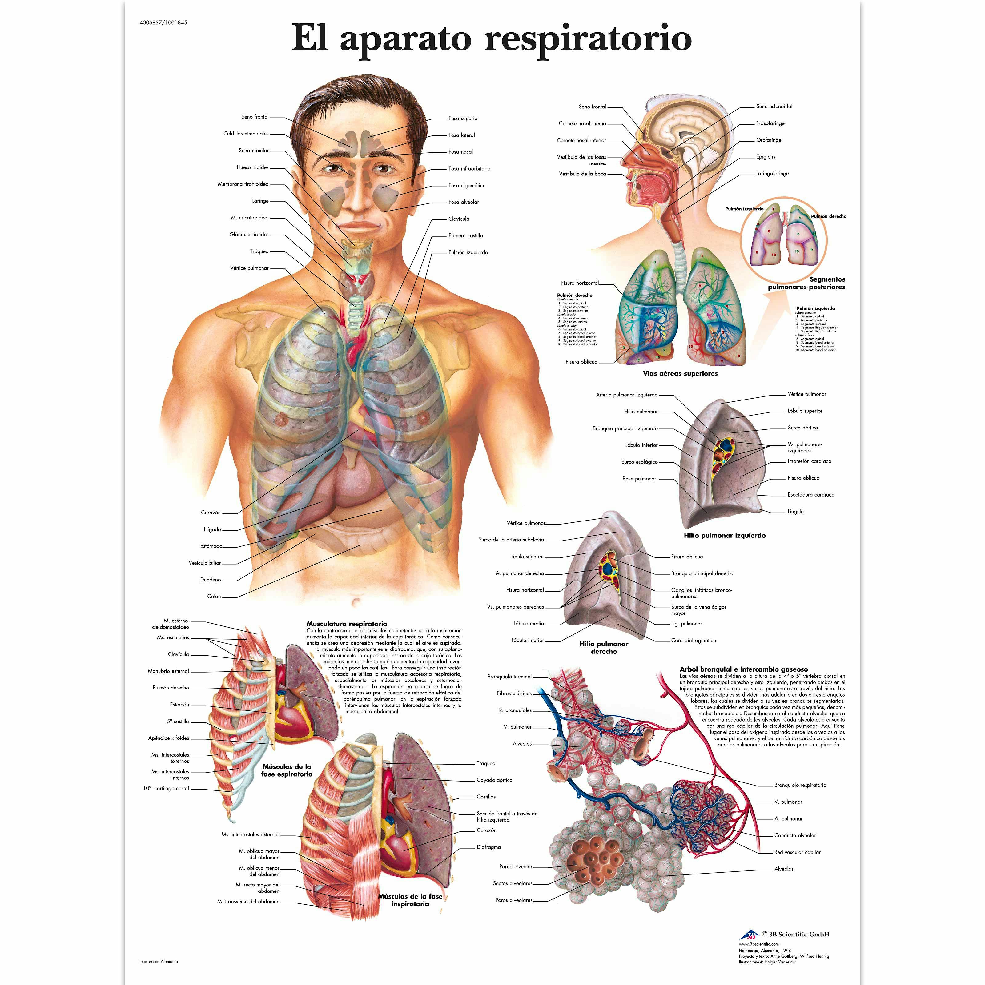 Lámina el Aparato Respiratorio (formato 50 x 67 cm)