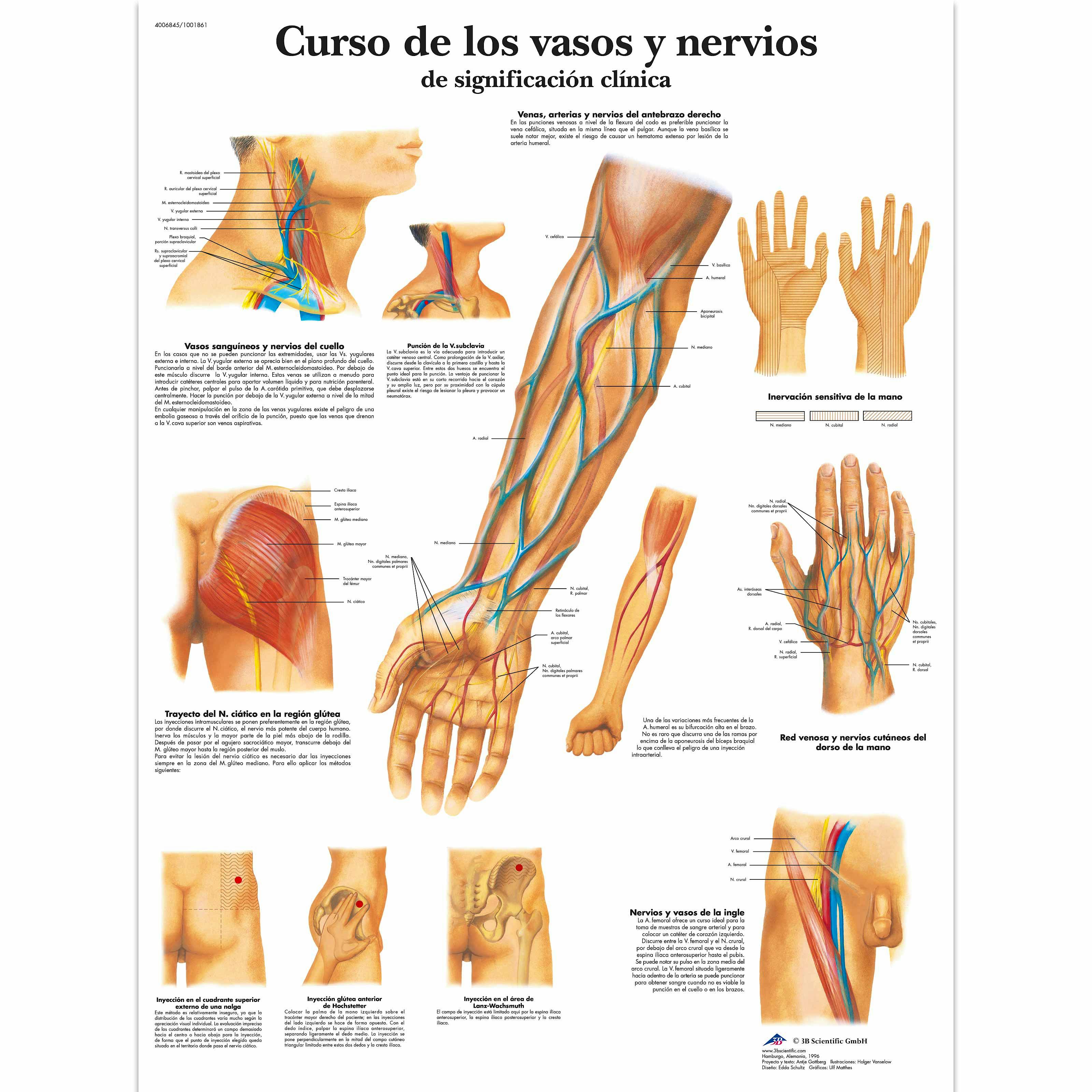 Lamina Curso de los Vasos y Nervios (formato 50 x 67 cm)