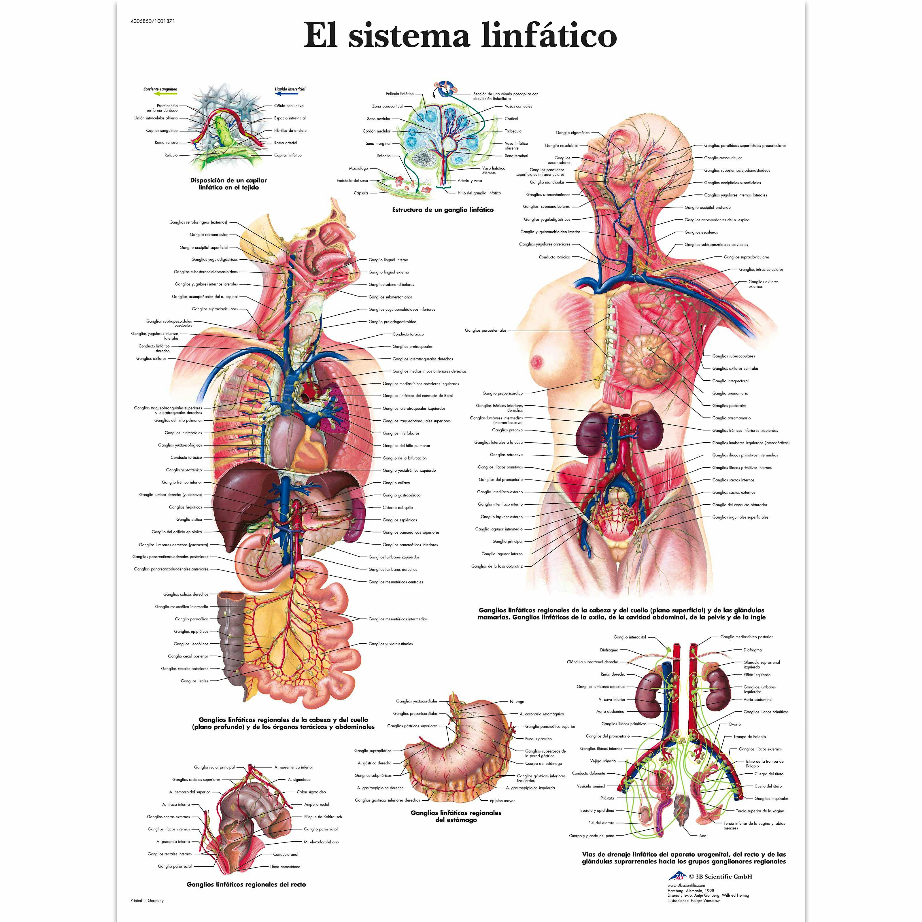 Lamina el Sistema Linfatico (formato 50 x 67 cm)