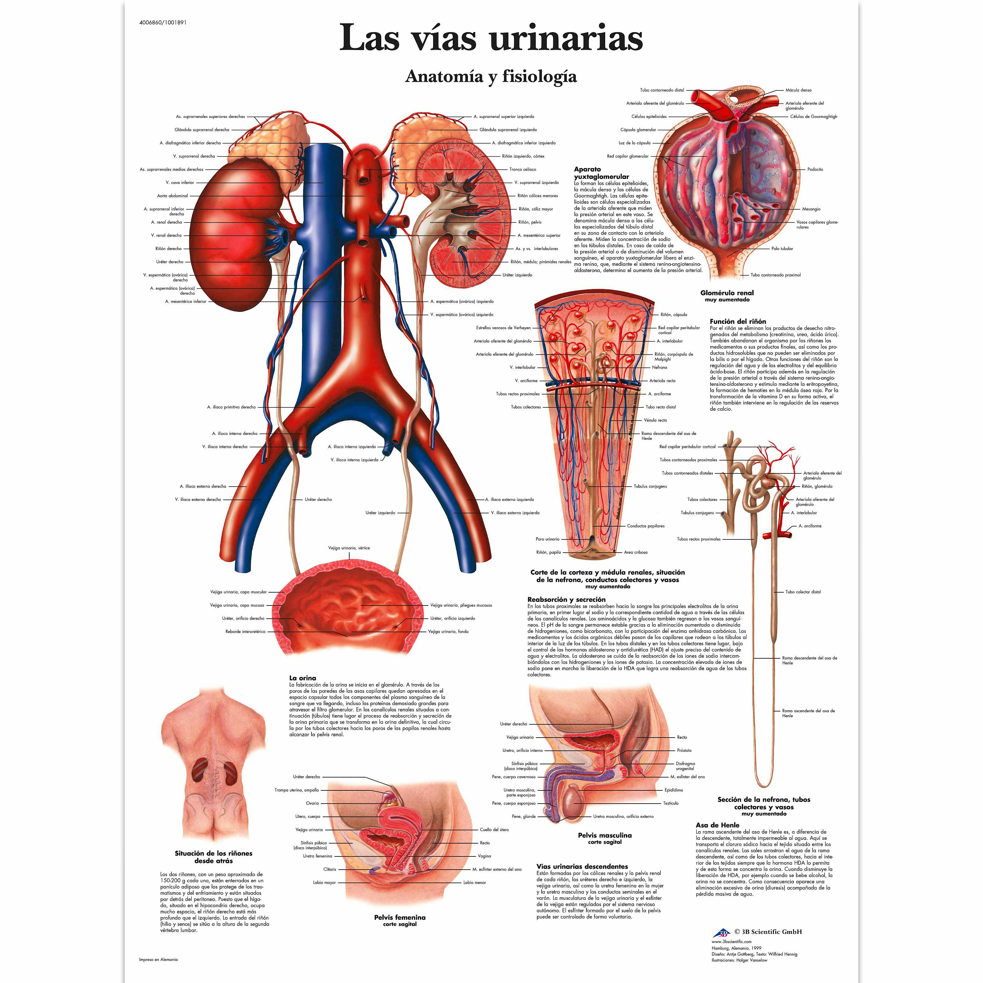 Lamina las Vias Urinarias Anatomia y Fisiologia (formato 50 x 67 cm)