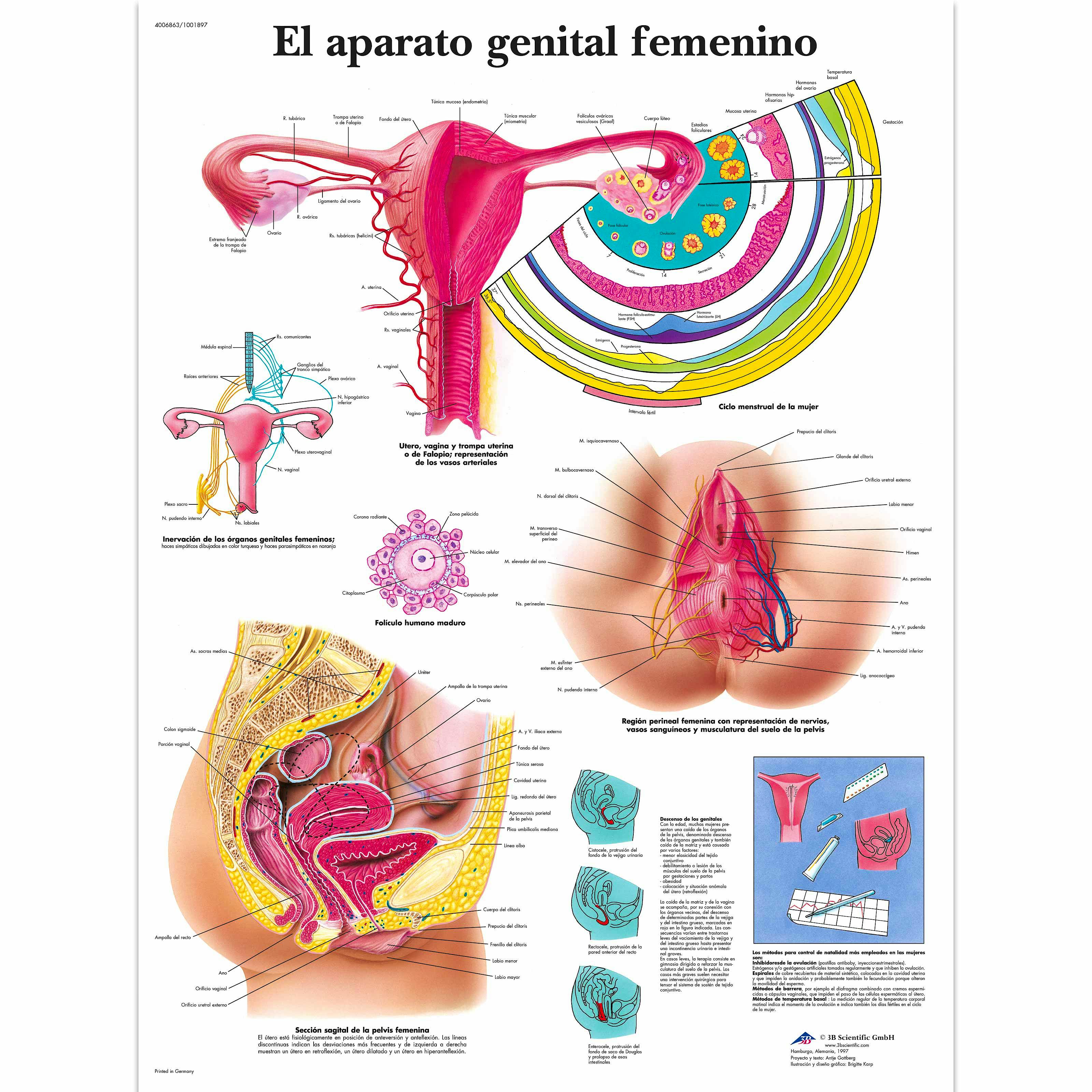 Lámina el Aparato Genital Femenino (formato 50 x 67 cm)