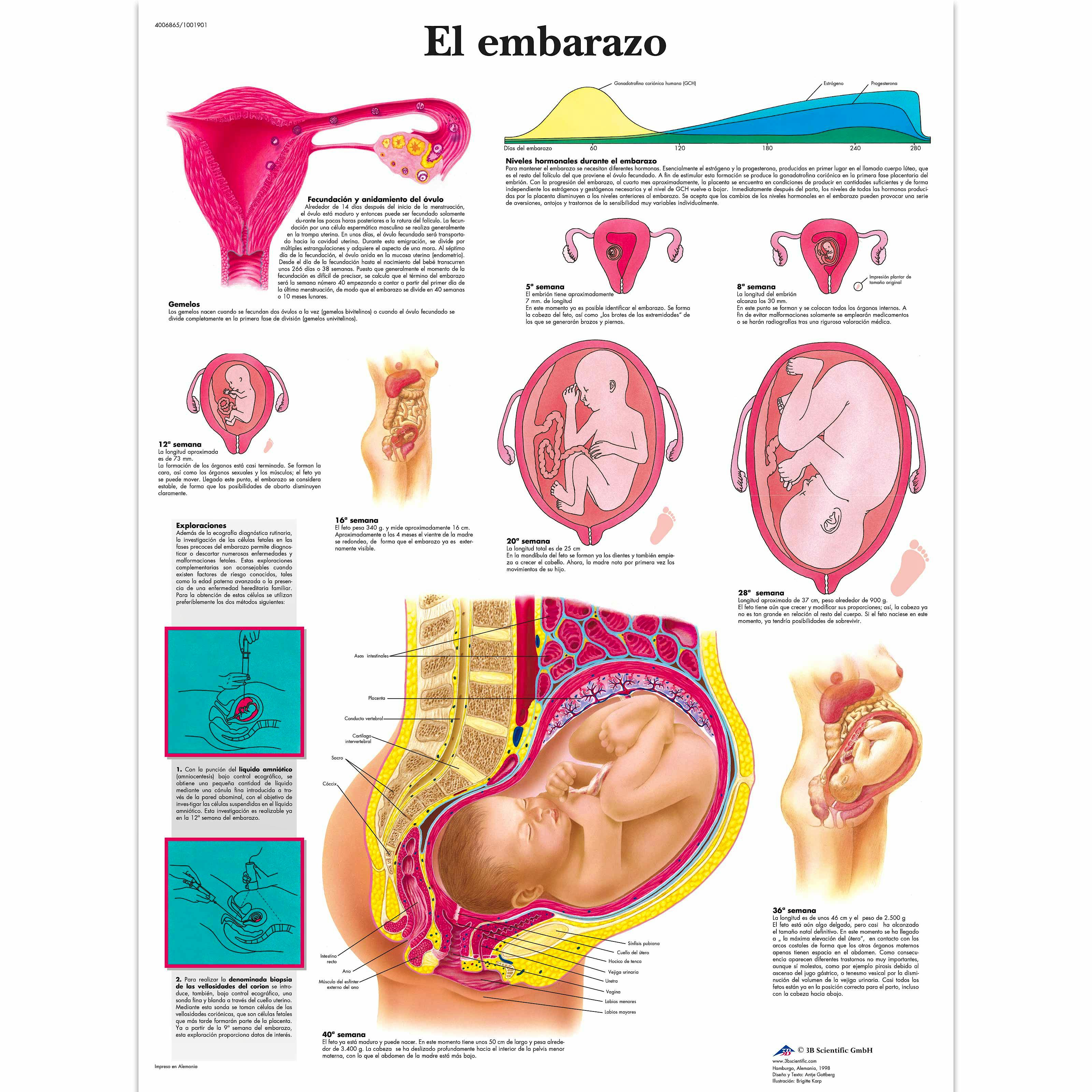 Lámina el Embarazo (formato 50 x 67 cm)