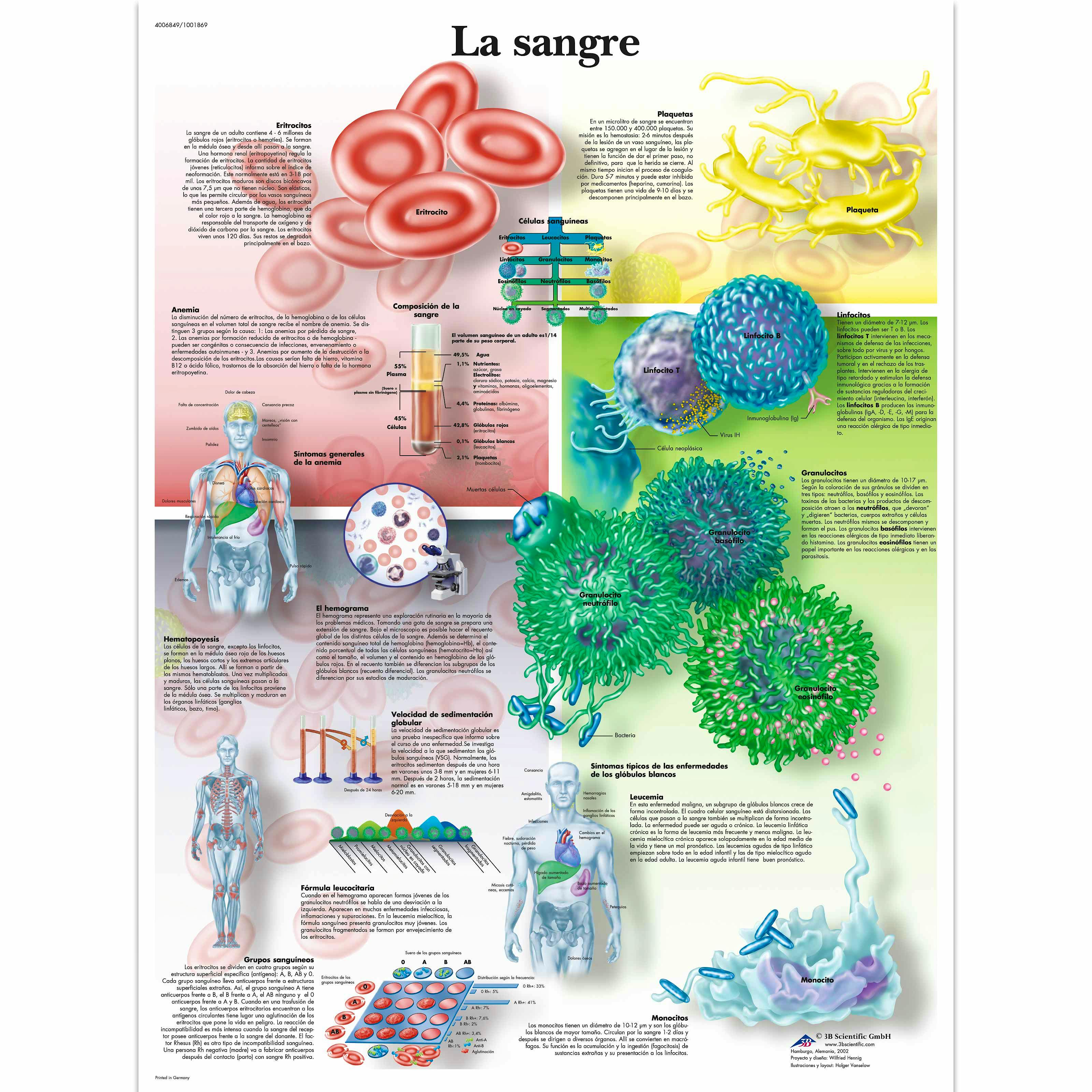 Lamina la Sangre (formato 50 x 67 cm)
