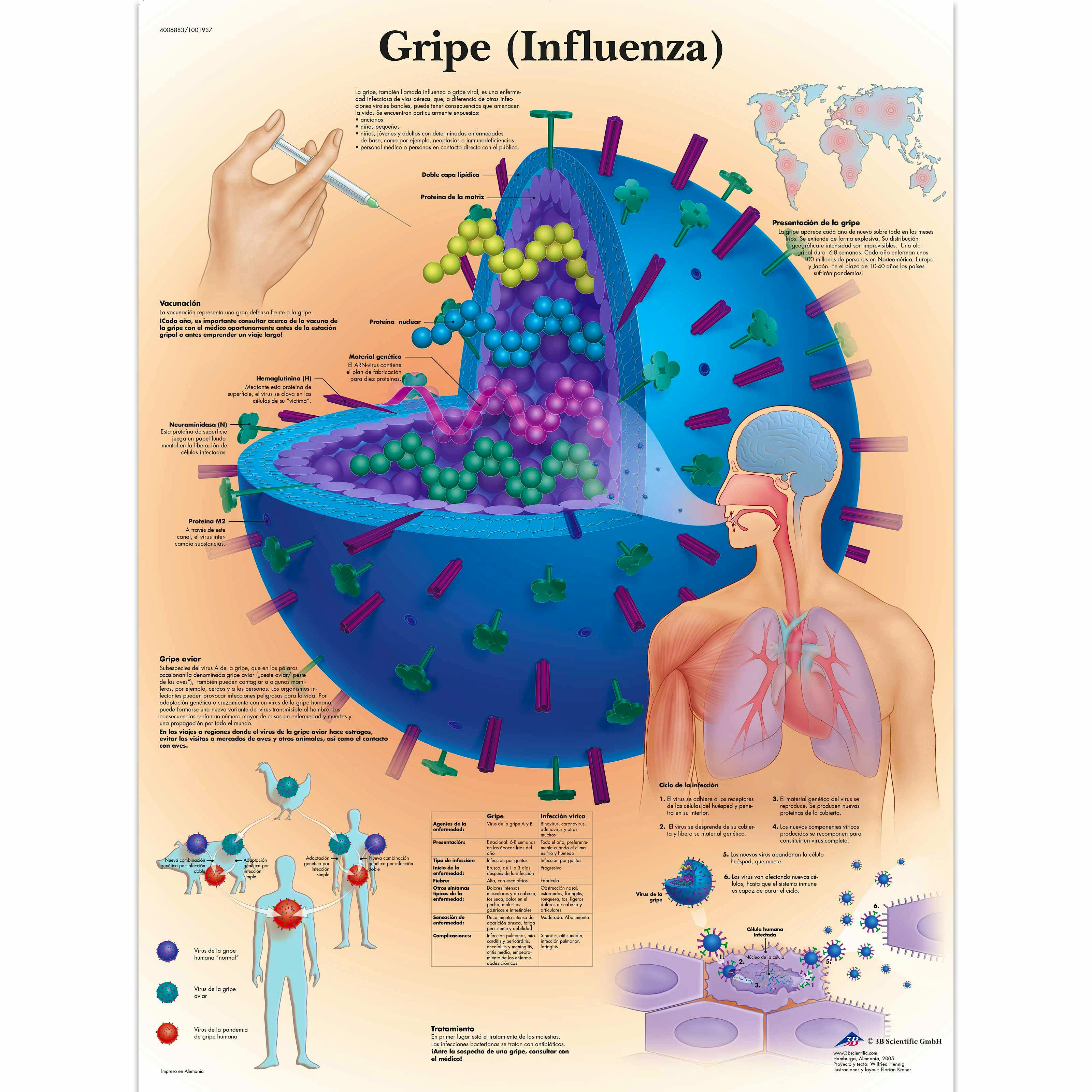 Lamina de la Gripe (Influenza) (formato 50 x 67 cm)