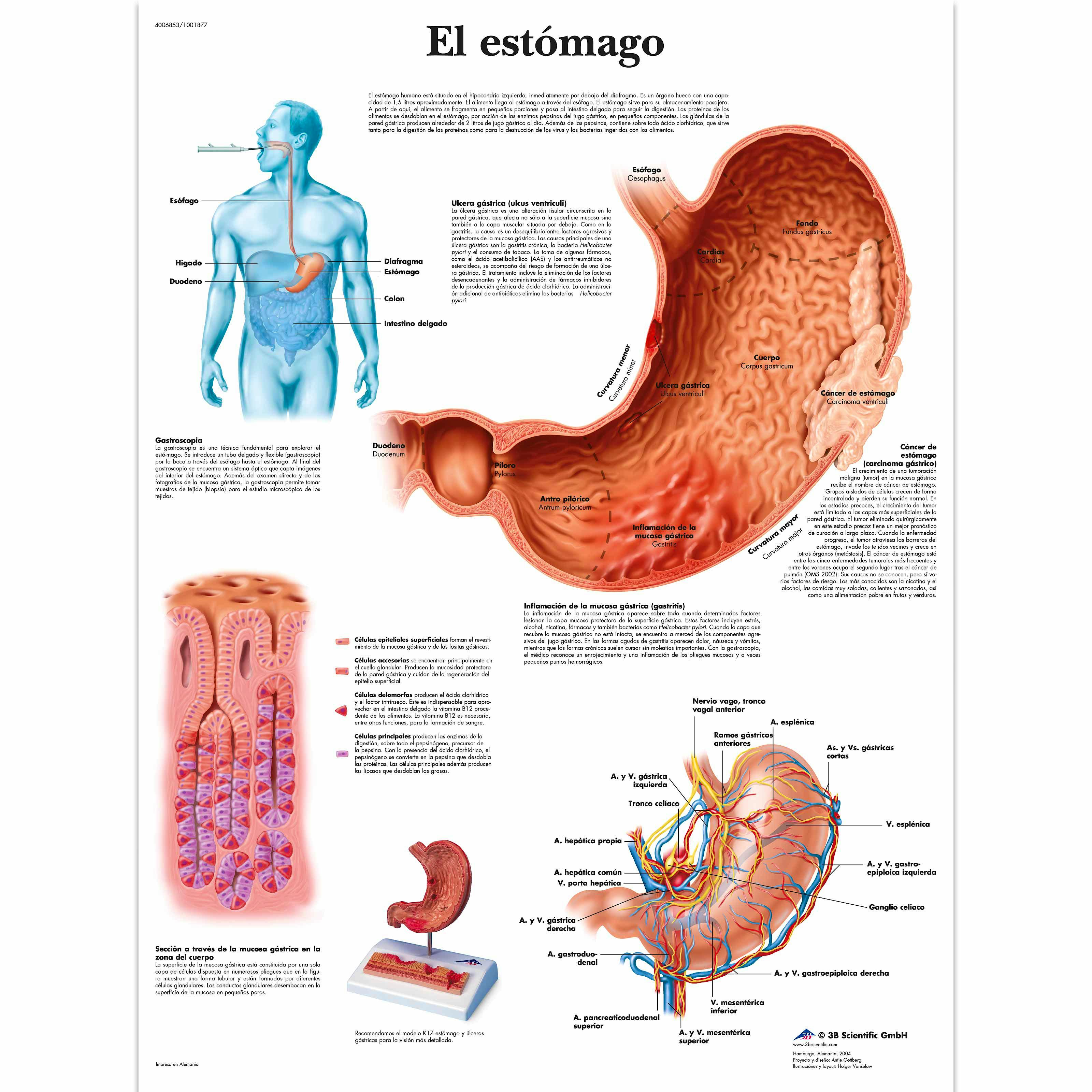 Lamina el Estomago (formato 50 x 67 cm)
