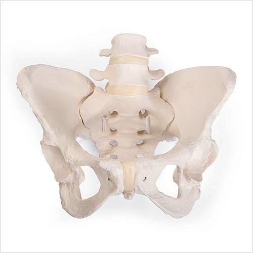 Esqueleto de Pelvis Femenina Flexible