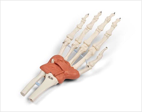 Aparato Ligamentoso de la Muñeca