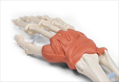 Aparato Ligamentoso de la Muñeca