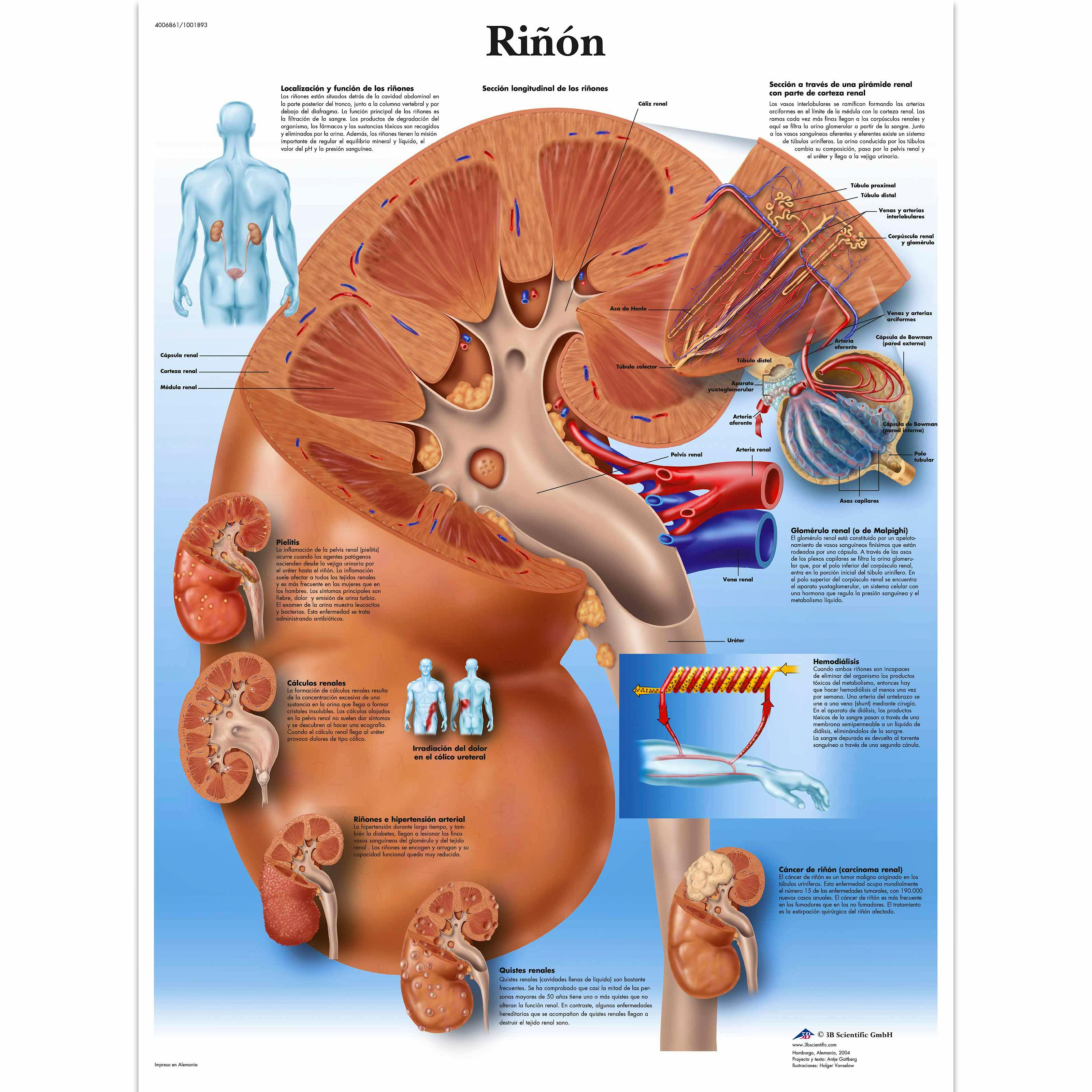 Lamina Riñon (formato 50 x 67 cm)