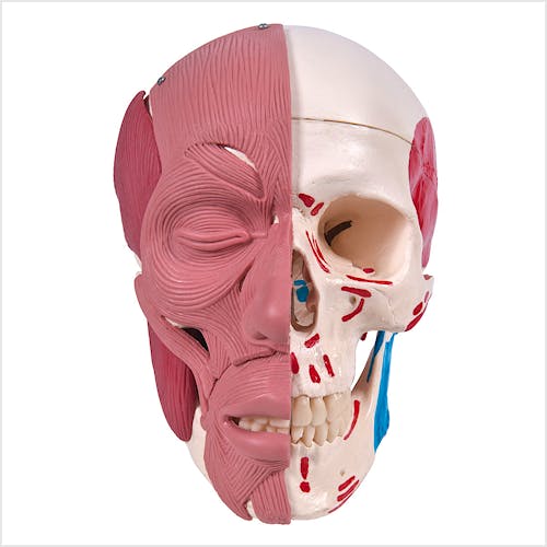 Cráneo con Músculos Faciales
