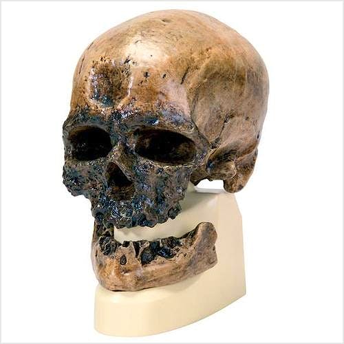 Cráneo Antropológico Cromagnon con Soporte