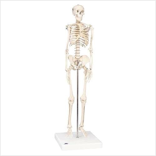 Mini Esqueleto Shorty sobre Zócalo (88 cm.)
