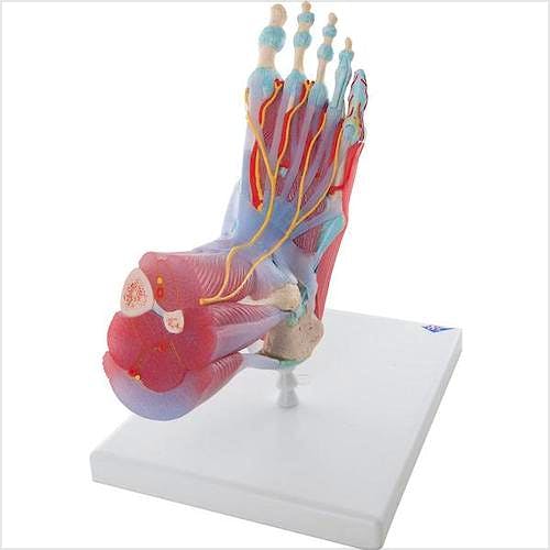 Modelo del Esqueleto del Pie con Ligamentos y Músculos