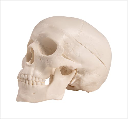 Cráneo en Miniatura, Dimensiones 7,5 x 6,5 x 10 cm.