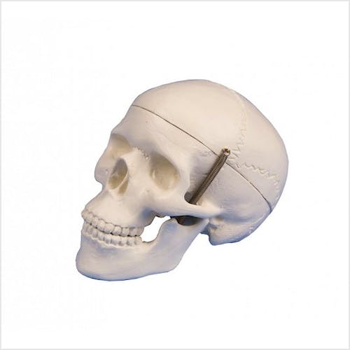 Cráneo en Miniatura, Dimensiones 7,5 x 6,5 x 10 cm.