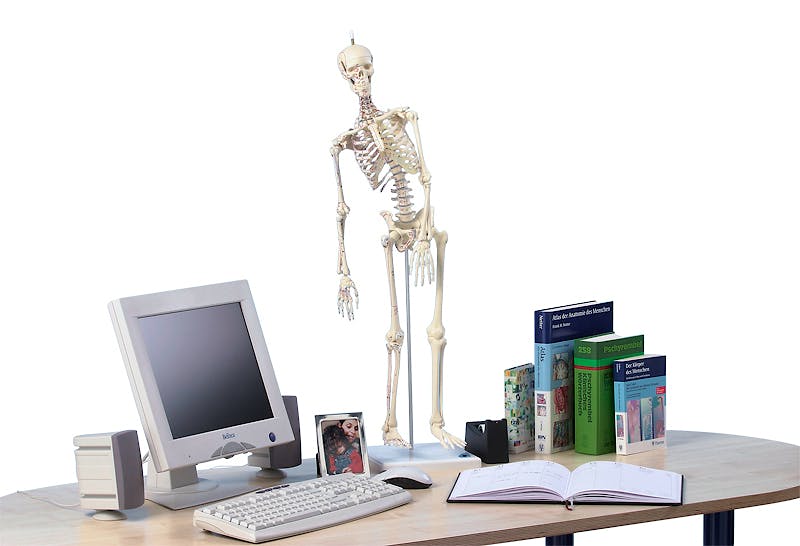 Mini Esqueleto con Columna Vertebral Móvil y Músculos Pintados "Fred"