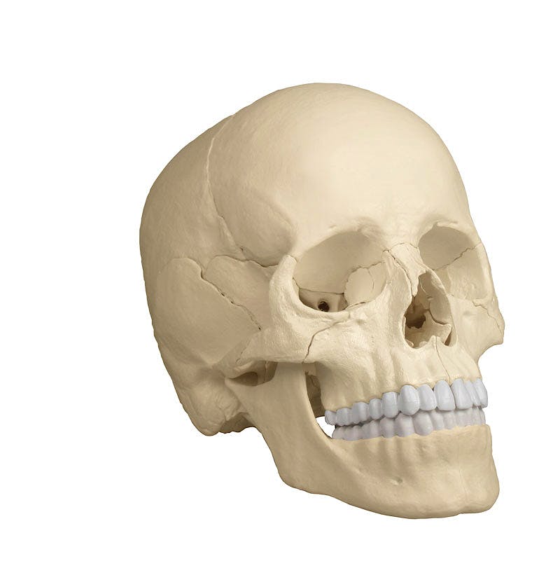 Cráneo Desmontable 22 Piezas para Osteopatía