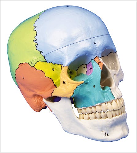 Cráneo 3 Partes, Didáctico Pintado