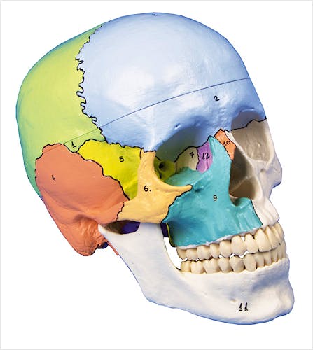 Cráneo 3 Partes, Didáctico Pintado