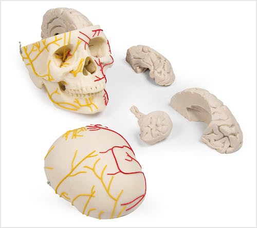 Cráneo Neurovascular con Cerebro