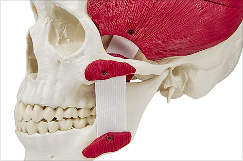 Cráneo con Músculos Masticatorios, 3 Partes