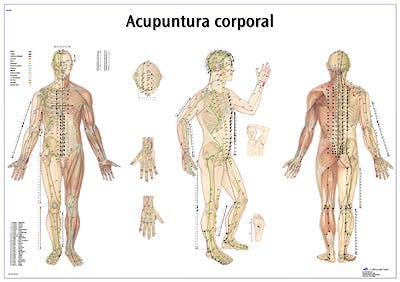 Lámina Acupuntura Corporal (formato 98 x 68 cm.)