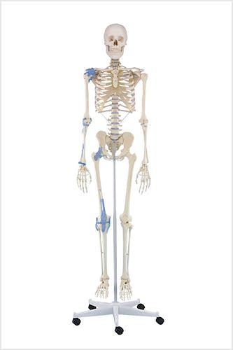 Esqueleto 'Otto' con Ligamentos