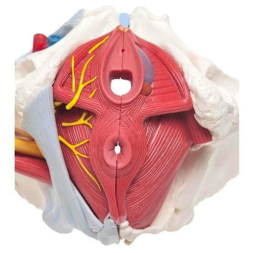 Pelvis Femenina con Ligamentos, Vasos, Nervios, Piso Pelvico y Organos - 6 Partes