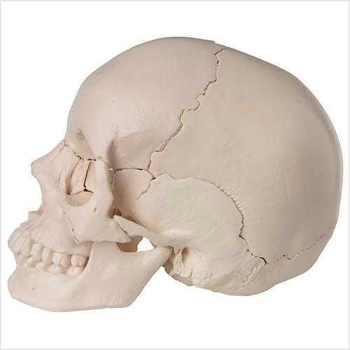Cráneo Desmontable, 22 Piezas