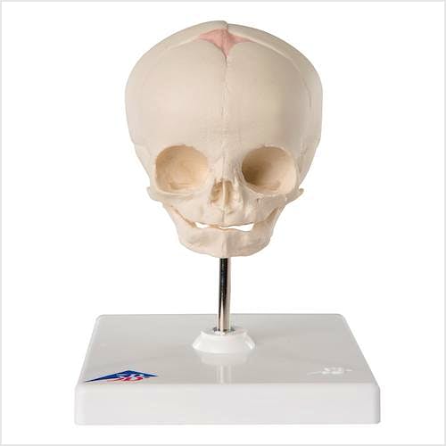 Cráneo Fetal con Soporte