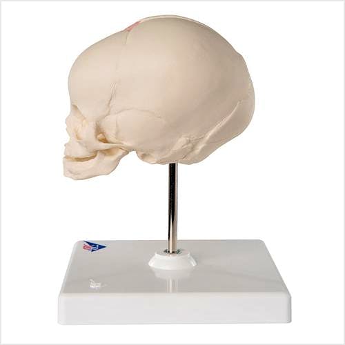 Cráneo Fetal con Soporte