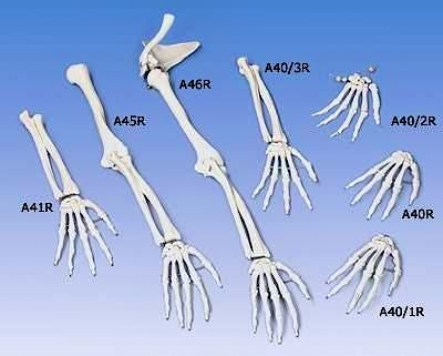 Esqueleto del Brazo con Omoplato y Clavicula