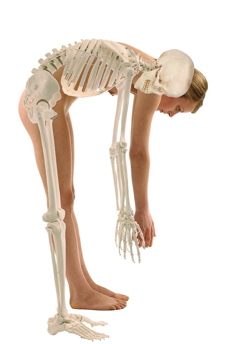Esqueleto con Columna Vertebral Móvil "Hugo"